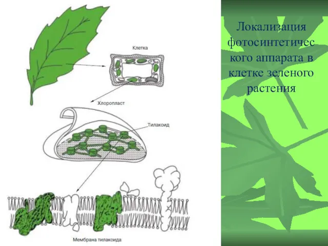 Локализация фотосинтетического аппарата в клетке зеленого растения