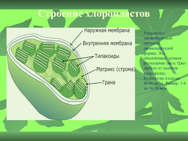 Строение хлоропластов Хлоропласт – двумембранный органоид двояковыпуклой формы. Это обеспечивает