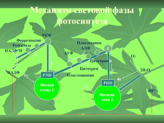 Механизм световой фазы фотосинтеза Фотосистема 1 Фотосистема 2 Р700 Р680