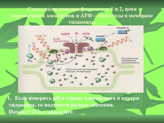 Схема расположения фотосистем 1 и 2, цепи переносчиков электронов и