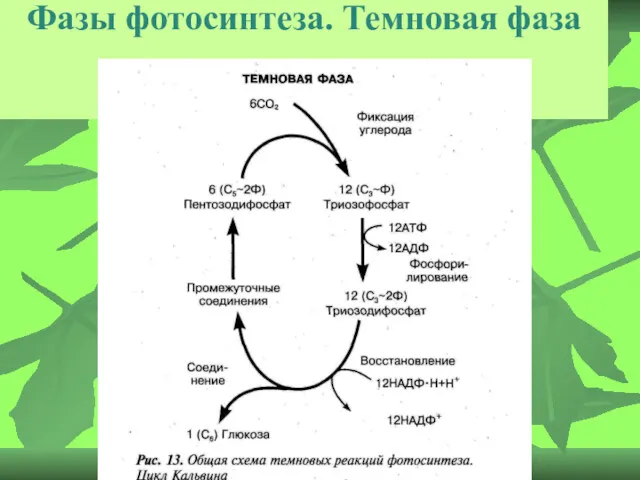 Фазы фотосинтеза. Темновая фаза