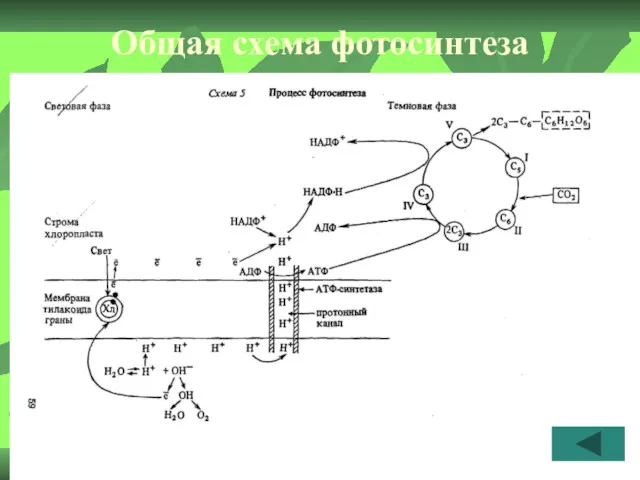 Общая схема фотосинтеза