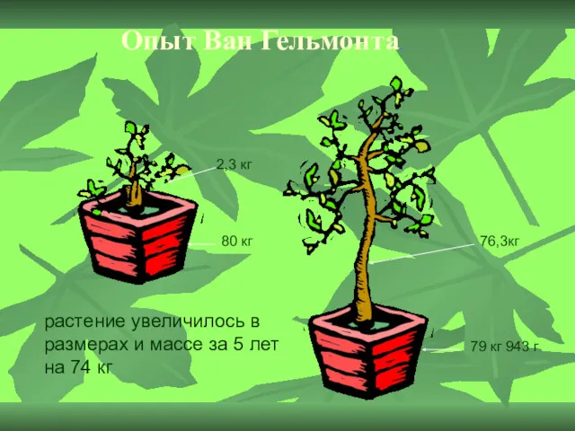 Опыт Ван Гельмонта. растение увеличилось в размерах и массе за 5 лет на 74 кг