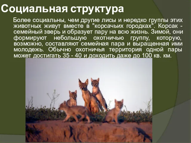 Социальная структура Более социальны, чем другие лисы и нередко группы этих животных живут