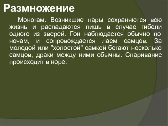 Размножение Моногам. Возникшие пары сохраняются всю жизнь и распадаются лишь