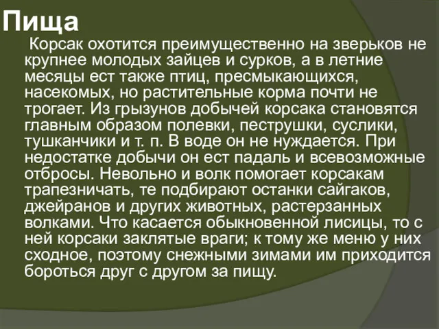 Пища Корсак охотится преимущественно на зверьков не крупнее молодых зайцев