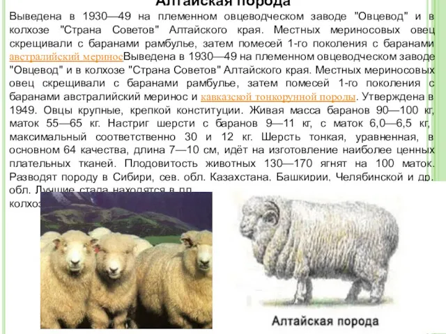 Алтайская порода Выведена в 1930—49 на племенном овцеводческом заводе "Овцевод"