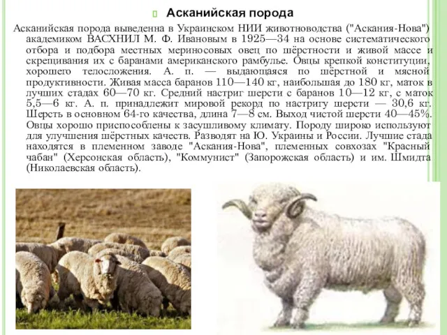 Асканийская порода Асканийская порода выведенна в Украинском НИИ животноводства ("Аскания-Нова")