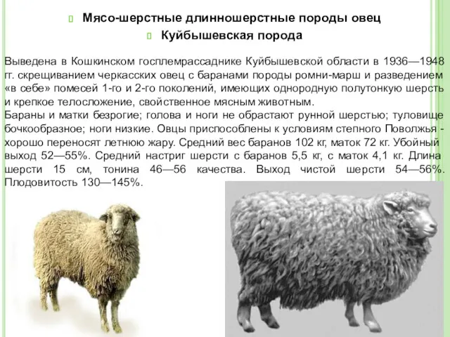 Мясо-шерстные длинношерстные породы овец Куйбышевская порода Выведена в Кошкинском госплемрассаднике