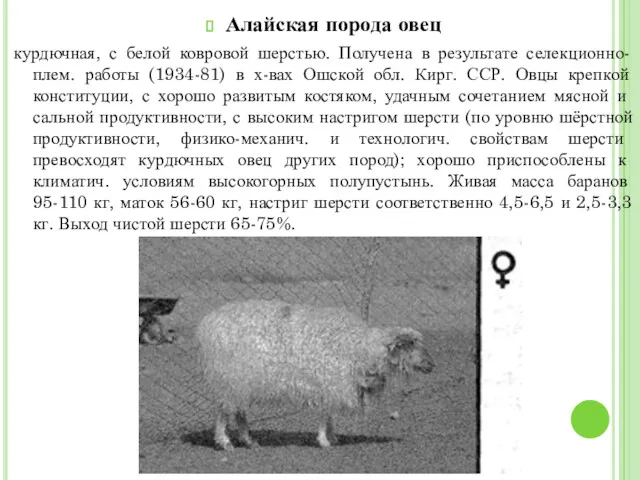 Алайская порода овец курдючная, с белой ковровой шерстью. Получена в
