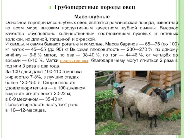 Грубошерстные породы овец Мясо-шубные Основной породой мясо-шубных овец является романовская