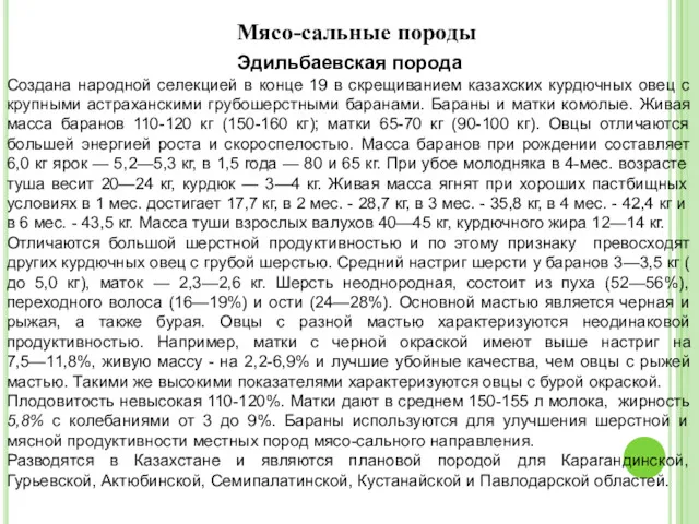 Мясо-сальные породы Эдильбаевская порода Создана народной селекцией в конце 19