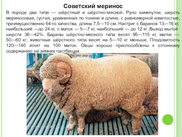 Советский меринос В породе два типа — шёрстный и шёрстно-мясной.