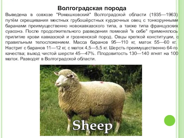 Волгоградская порода Выведена в совхозе "Ромашковский" Волгоградской области (1935—1963) путём
