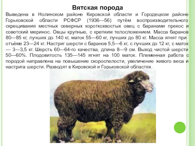 Вятская порода Выведена в Нолинском районе Кировской области и Городецком