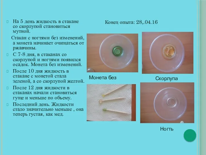 Конец опыта: 28,.04.16 На 5 день жидкость в стакане со