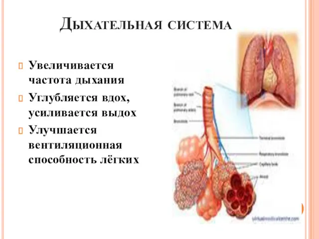 Дыхательная система Увеличивается частота дыхания Углубляется вдох, усиливается выдох Улучшается вентиляционная способность лёгких