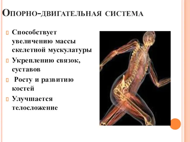 Опорно-двигательная система Способствует увеличению массы скелетной мускулатуры Укреплению связок, суставов Росту и развитию костей Улучшается телосложение