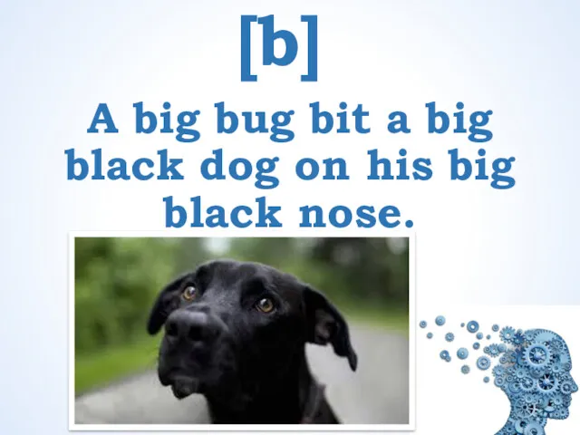 [b] A big bug bit a big black dog on his big black nose.