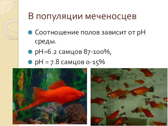 В популяции меченосцев Соотношение полов зависит от рН среды. рН=6.2