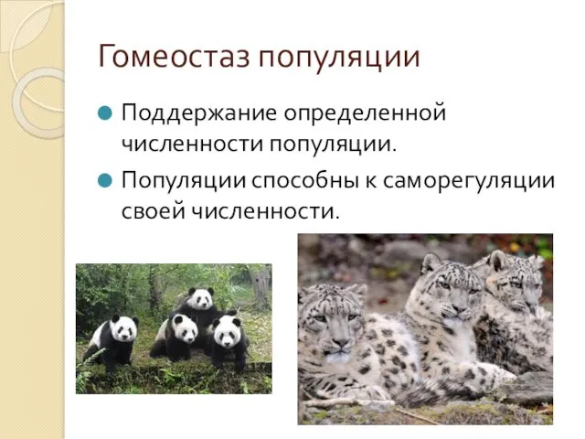 Гомеостаз популяции Поддержание определенной численности популяции. Популяции способны к саморегуляции своей численности.