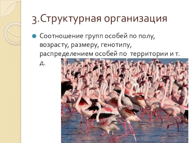 3.Структурная организация Соотношение групп особей по полу, возрасту, размеру, генотипу, распределением особей по территории и т.д.