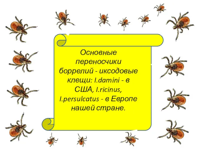 Основные переносчики боррелий - иксодовые клещи: I.damini - в США, I.ricinus, I.persulcatus -