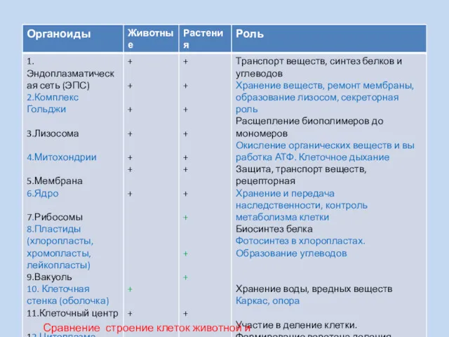 Сравнение строение клеток животной и растительной