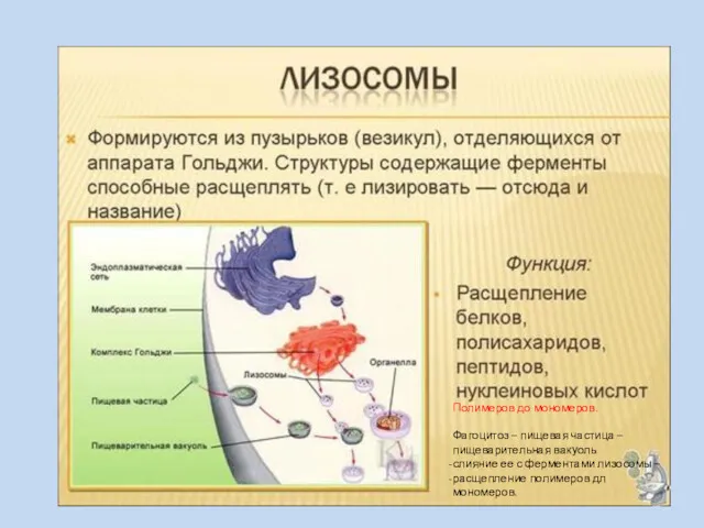 Полимеров до мономеров. Фагоцитоз – пищевая частица – пищеварительная вакуоль