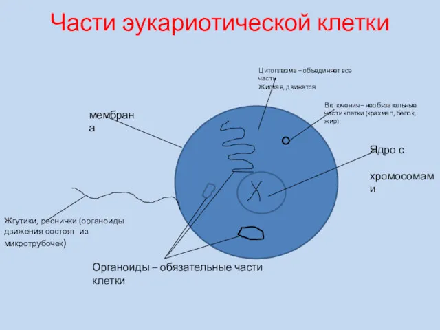 Части эукариотической клетки мембрана Цитоплазма – объединяет все части Жидкая,