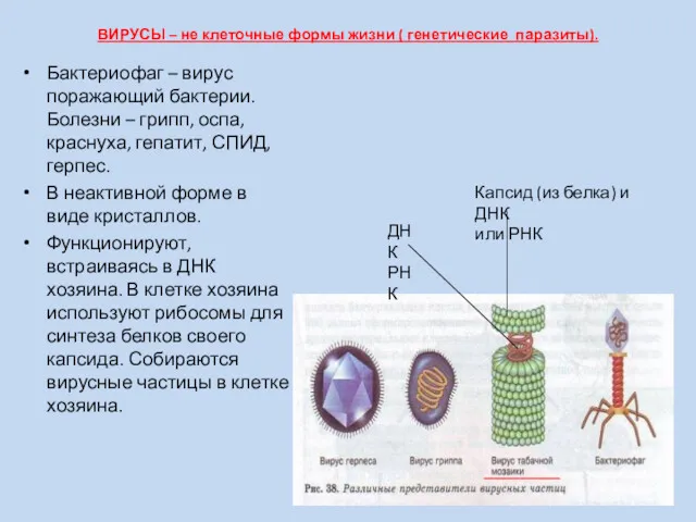ВИРУСЫ – не клеточные формы жизни ( генетические паразиты). Бактериофаг