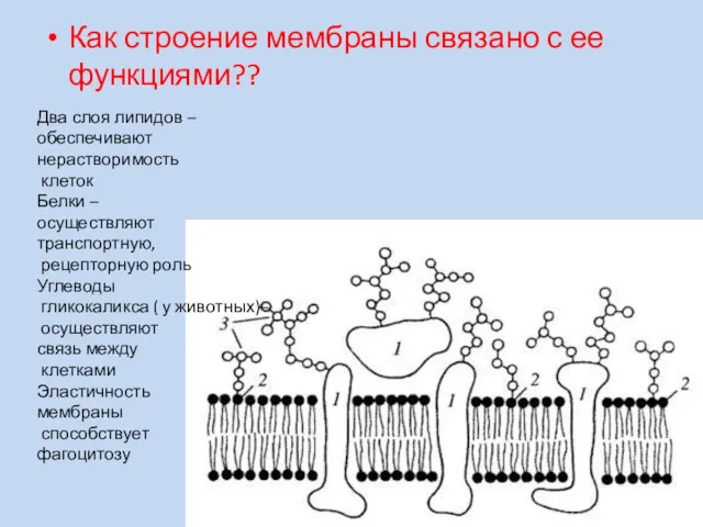 Как строение мембраны связано с ее функциями?? Два слоя липидов