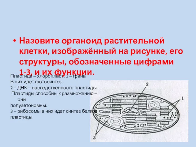 Назовите органоид растительной клетки, изображённый на рисунке, его структуры, обозначенные