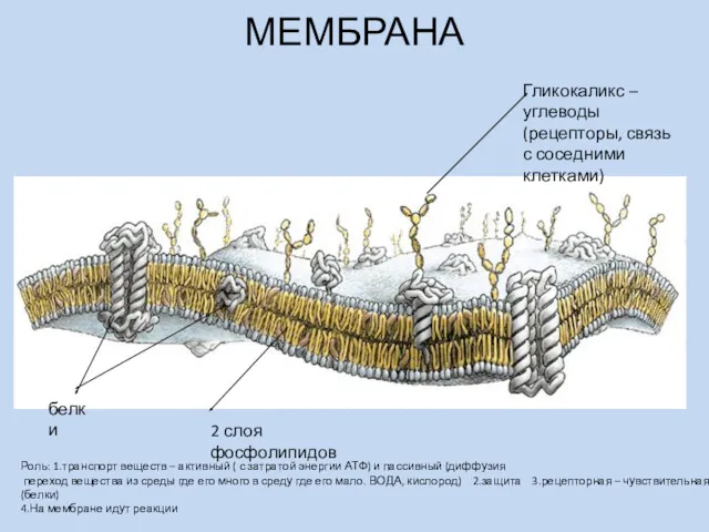 МЕМБРАНА Гликокаликс – углеводы (рецепторы, связь с соседними клетками) 2
