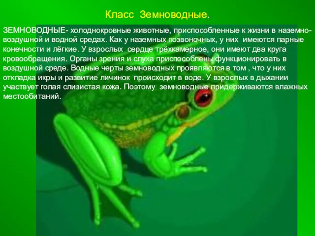 Класс Земноводные. ЗЕМНОВОДНЫЕ- холоднокровные животные, приспособленные к жизни в наземно-воздушной