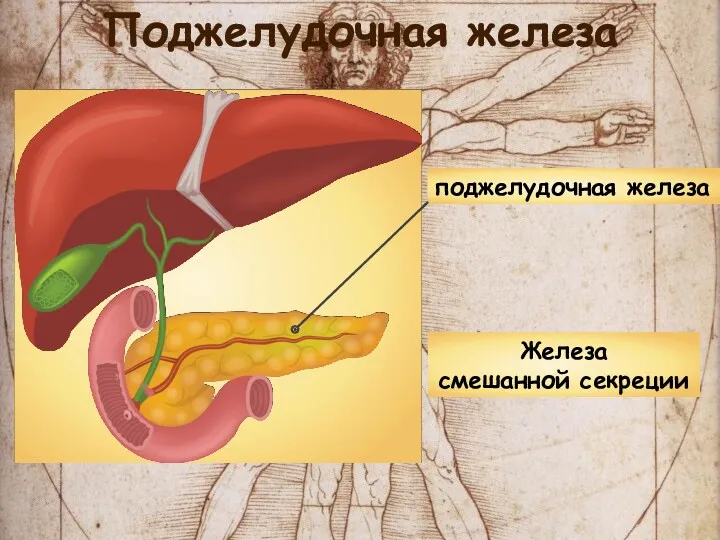Поджелудочная железа поджелудочная железа Железа смешанной секреции