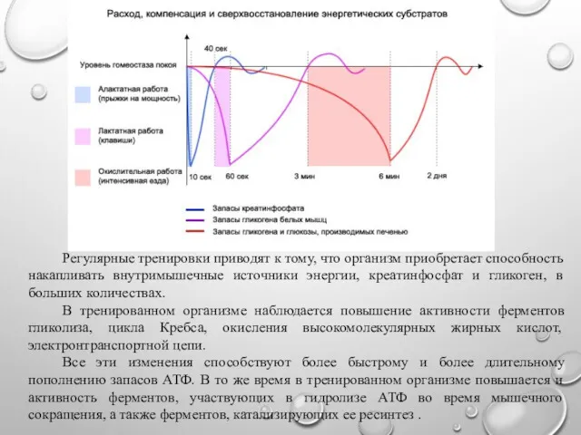 Регулярные тренировки приводят к тому, что организм приобретает способность накапливать