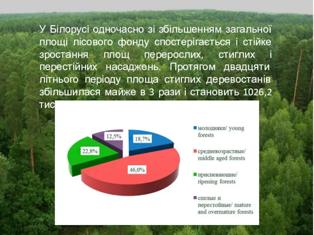 У Білорусі одночасно зі збільшенням загальної площі лісового фонду спостерігається