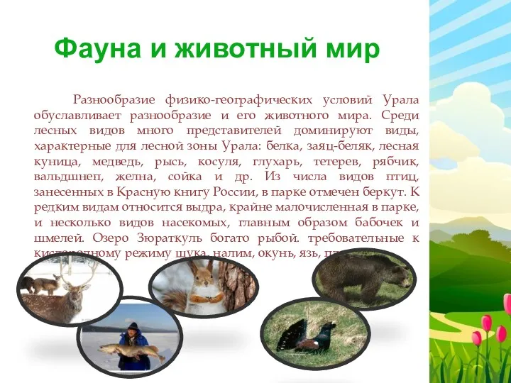 Фауна и животный мир Разнообразие физико-географических условий Урала обуславливает разнообразие и его животного