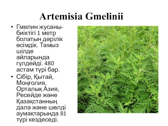 Artemisia Gmelinii Гмелин жусаны- биіктігі 1 метр болатын дәрілік өсімдік.