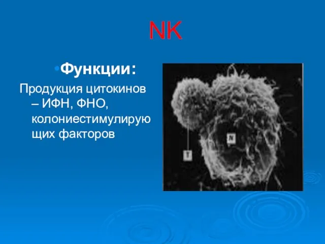 NK Функции: Продукция цитокинов – ИФН, ФНО, колониестимулирующих факторов