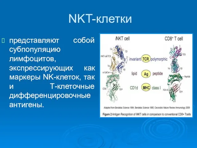 NKT-клетки представляют собой субпопуляцию лимфоцитов, экспрессирующих как маркеры NK-клеток, так и Т-клеточные дифференцировочные антигены.