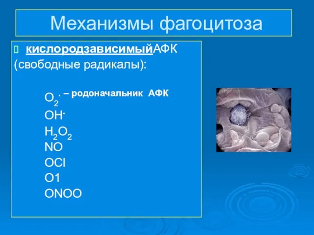 Механизмы фагоцитоза кислородзависимыйАФК (свободные радикалы): О2. – родоначальник АФК ОН. Н2О2 NO OCl О1 ONOO