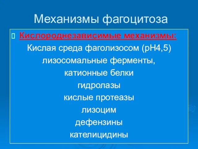 Механизмы фагоцитоза Кислороднезависимые механизмы: Кислая среда фаголизосом (рН4,5) лизосомальные ферменты,