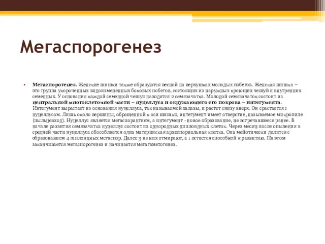 Мегаспорогенез Мегаспорогенез. Женские шишки также образуются весной на верхушках молодых