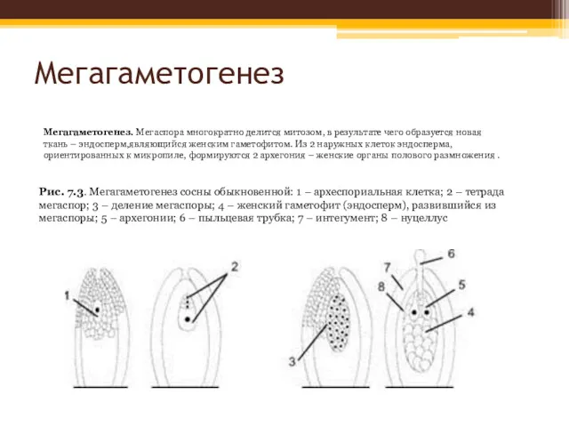 Мегагаметогенез Мегагаметогенез. Мегаспора многократно делится митозом, в результате чего образуется