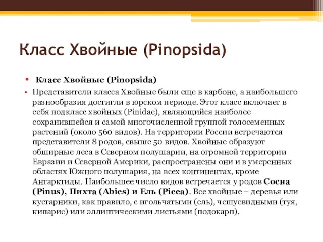 Класс Хвойные (Pinopsida) Класс Хвойные (Pinopsida) Представители класса Хвойные были