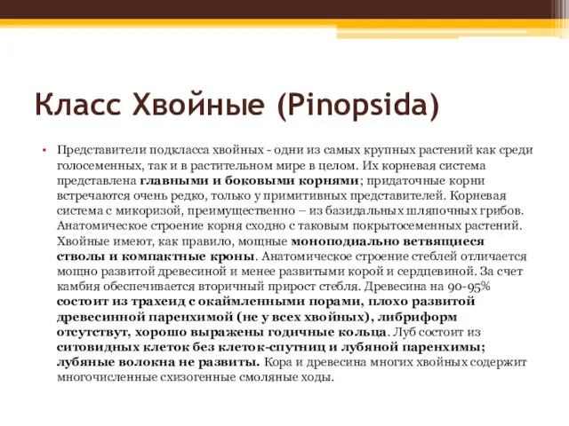 Класс Хвойные (Pinopsida) Представители подкласса хвойных - одни из самых