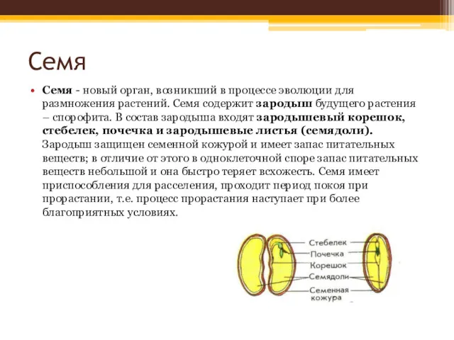 Семя Семя - новый орган, возникший в процессе эволюции для