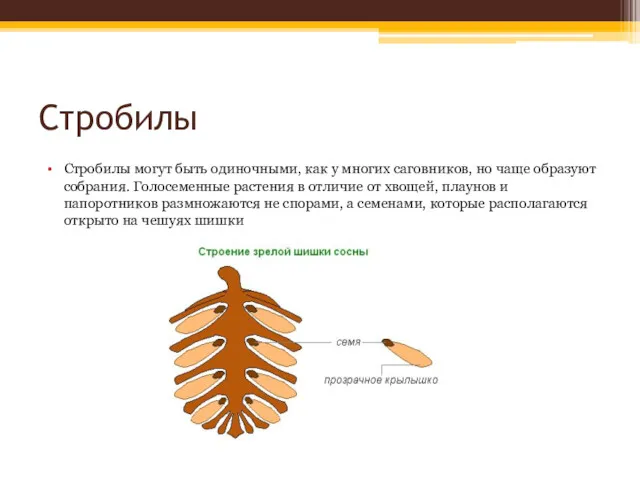 Стробилы Стробилы могут быть одиночными, как у многих саговников, но